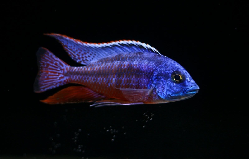 Protomelas taeniolatus 'Namalenje Island'